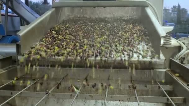 Μηχανή πλυσίματος φυλλόπτωσης ελιάς, βιομηχανία ελαιοτριβείων, ιταλική παραγωγή εξαιρετικού παρθένου ελαιολάδου — Αρχείο Βίντεο