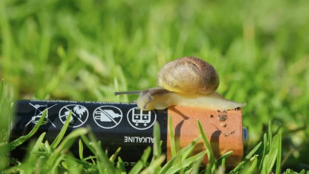 Dziki ślimak czołgający się po zużytym zużytym akumulatorze w zanieczyszczonym ekosystemie, zwierzę natury — Wideo stockowe