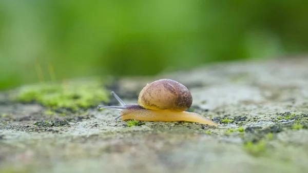 Wild life snail crawling on rocky habitat ecosystem,macro animal,spring nature — Stock Photo, Image