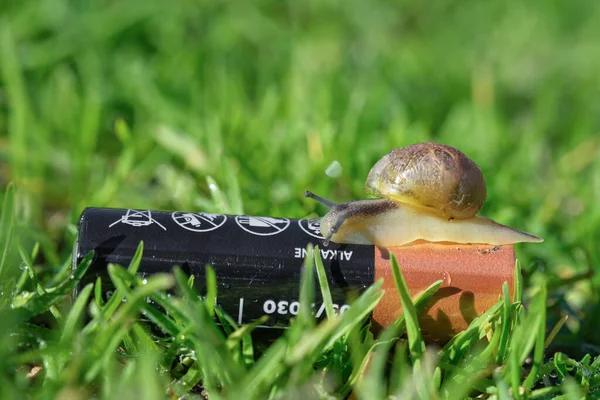 Wild snail crawling on discarded battery in polluted ecosystem,nature animals — Stock Photo, Image