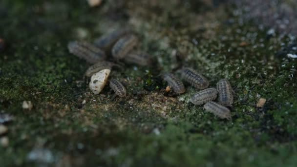 Colonia de maderas ásperas, insectos de la sarna de Porcellio en el ecosistema de hábitat silvestre — Vídeo de stock