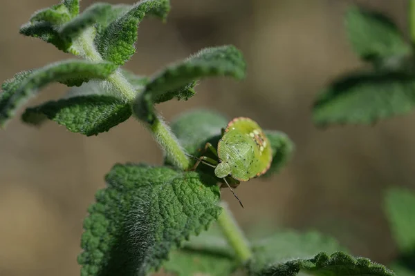 Palomena Prasina insecto que vive en el ecosistema de plantas de primavera, fauna — Foto de Stock