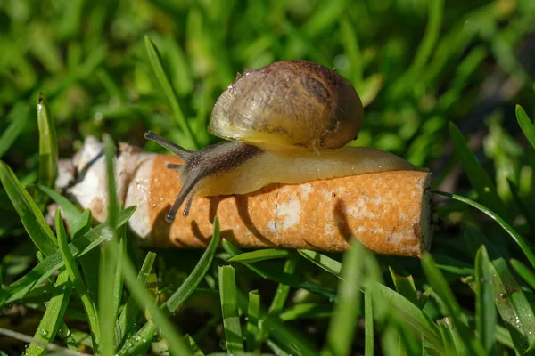 Wild snail crawling on discarded cigarette butt in polluted ecosystem,nature animals — Stock Photo, Image