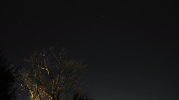 Silueta del árbol sobre el cielo estrellado de la noche con el movimiento de las estrellas, timelapse del campo universal — Vídeos de Stock