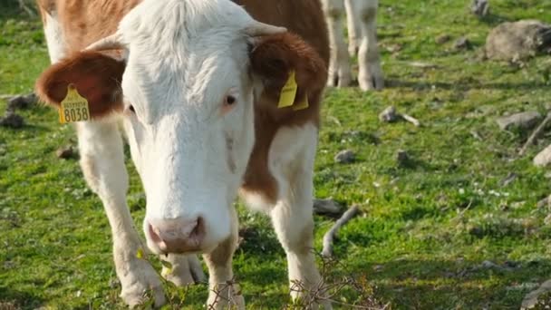 Młode krowy wypasane w ekosystemie hodowli dzikiego mleka, przemysł hodowli zwierząt — Wideo stockowe