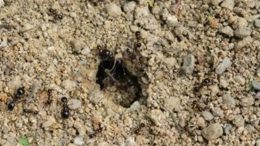 Kara Karınca Tepesi 'nin makro görüntüsünü kapatın. Toprak yuvası üzerinde çalışıyor. Hayvan böcekleri, vahşi yaşam bilimi.