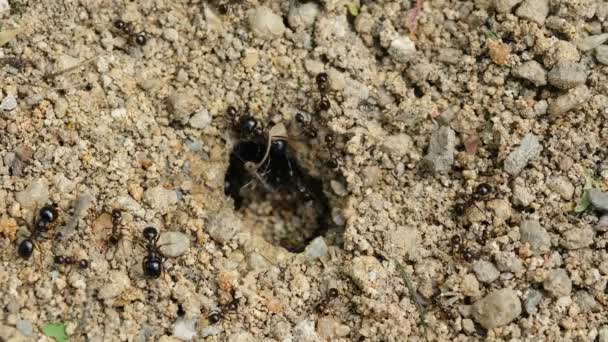 Közelkép makro kilátás fekete hangyák hegy dolgozik földi fészek, állati rovar vadvilág tudomány — Stock videók
