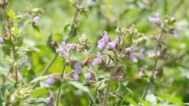蜜蜂放飞和采集春花花粉时的宏观视野，动物昆虫野生动物 — 图库视频影像