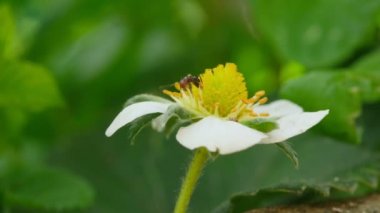 Kızıl başlı karınca çilek çiçeğinin üzerinde yürür, makro hayvan böceği vahşi yaşam