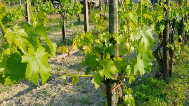 Grape plants wineyard farm view in italian agricultural field,wine production industry — Stockvideo