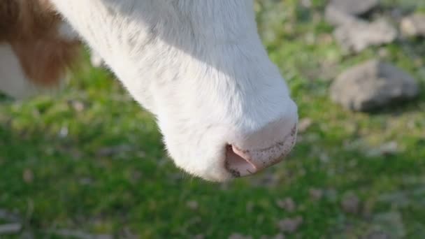 Close up view of young cow mouth while grazing in rural farm industry,animal farming — Vídeo de Stock
