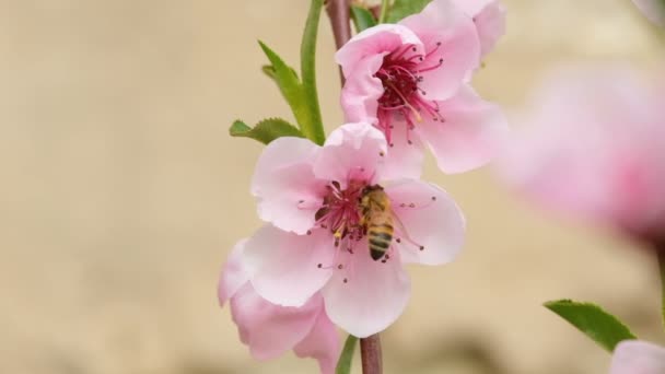 蜜蜂在采集蜜桃花冠花粉时宏观视图、动物昆虫野生动物 — 图库视频影像