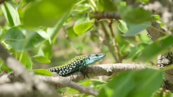 Green italian lizard living on wild mediterrenean ecosystem, podarcis siculus reptile species — Stock video