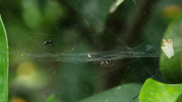 Spider insect macro view while hunting on wild ecosystem,animal wildlife habitat — Vídeos de Stock