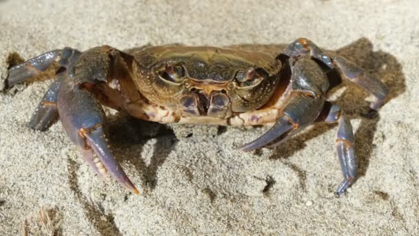 Macro Vue Crabe Marin Sauvage Tout Respirant Sur Écosystème Rivage — Video