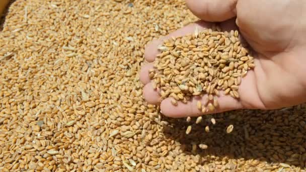 Farmer Hand While Touching Harvested Wheat Seeds Grains Raw Food — Stock video