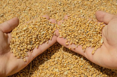 Hasat edilen buğday tohumlarına, çiğ gıda malzemelerine, tarımsal ürün fiyat krizine dokunurken çiftçi eli.