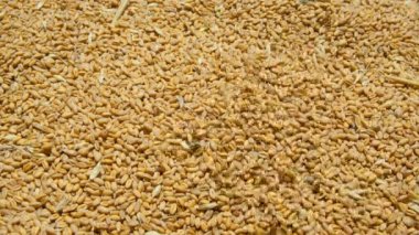 Buğday tohumları düşüyor, ham gıda malzemeleri, tarım ürünleri fiyat krizi.