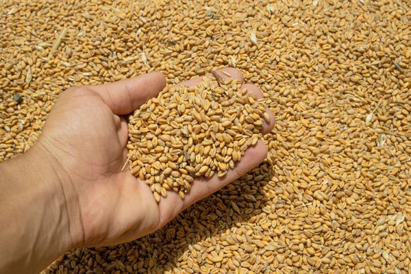 Farmer Hand While Touching Harvested Wheat Seeds Grains Raw Food — Stock Photo, Image