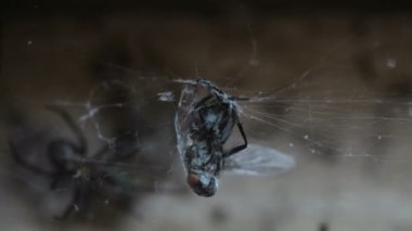 Fly insect trapped in a spider web while hunting on wild ecosystem,animal wildlife macro.4k