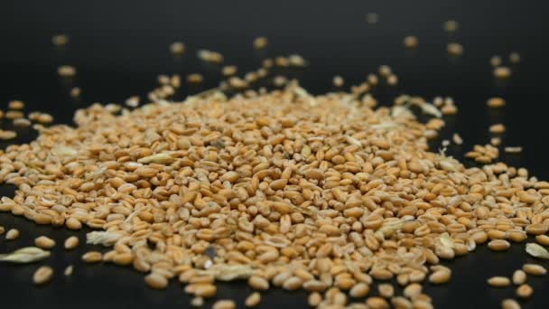 Wheat Seeds Grains Falling Raw Food Ingredients Agricultural Product Price — Stockvideo