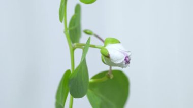 Isolated capers flower head macro view while opening,Timelapse nature speed,science 4k. 