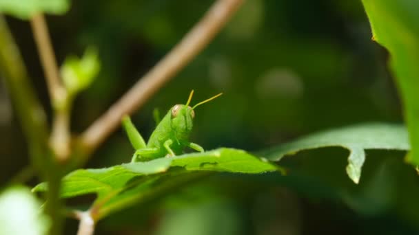Geïsoleerde Cricket Insect Leven Wilde Natuurlijke Habitat Wilde Dieren Macro — Stockvideo