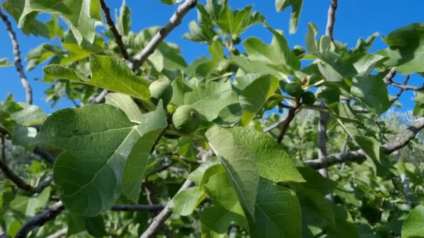 Delicious Green Italian Figs Plant Leaves Branch Fico Bianco Cilento — Stock video