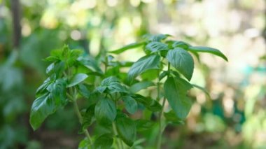 Raw basil plant cultivation on an house farm,healthy food herb ingredients .