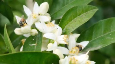 Bal arıları, portakal çiçeklerinden polen toplar. Başları, vahşi yaşam böceklerinin tozlaşması. 4k