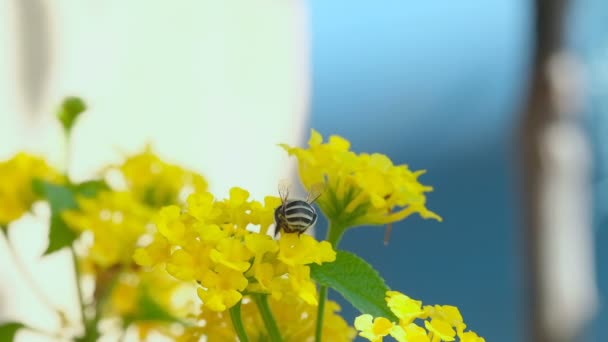 Honey Bee Insect Fly While Collect Pollen Spring Flower Head — Stock Video