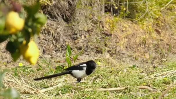 Magpie Pássaro Enquanto Alimenta Ecossistema Solo Selvagem Cru Animais Natureza — Vídeo de Stock