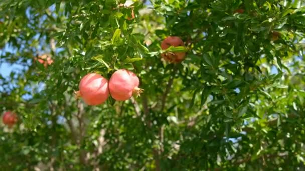 Planta Fruta Granada Cruda Campo Agrícola Producción Alimentos Saludables — Vídeos de Stock