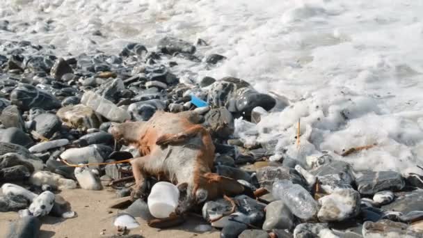 Raposa Selvagem Animal Morto Comendo Copo Plástico Ecossistema Habitat Marinho — Vídeo de Stock
