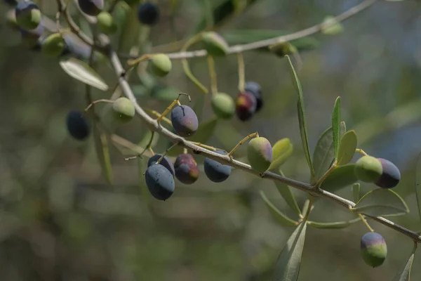 Italian olive trees branch closeup detailed view,extra virgin olive oil production.