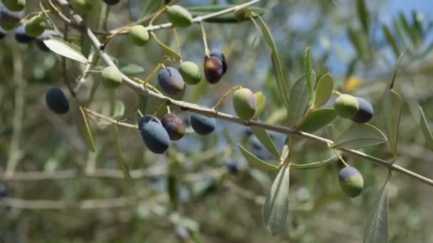 意大利橄榄树分枝特写特写 额外的初榨橄榄油产量 — 图库视频影像