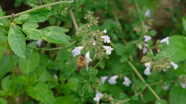 Honey Bees Insect Flying While Collect Pollen Spring Flower Macro — Video Stock