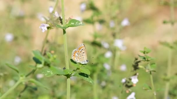 Papillon Sauvage Vivant Dessus Écosystème Prairie Fleurs Insectes Animaux Sauvages — Video