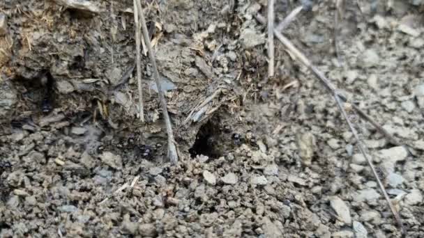 Makro Ansicht Der Schwarzen Ameisen Hügel Arbeiten Boden Nest Tierische — Stockvideo