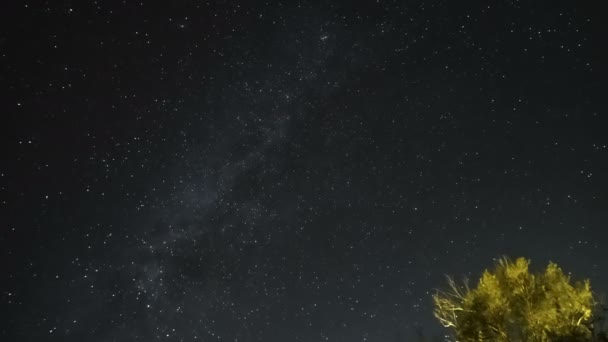 Silueta Del Árbol Sobre Cielo Estrellado Noche Con Movimiento Las — Vídeo de stock