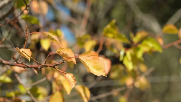 가을에는 나뭇가지가 바람에 바람에 나부끼는 바람에 이면서 계절적 풍경을 합니다 — 비디오