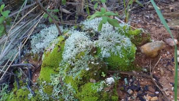 Macro Vista Sottobosco Muschi Forestali Ecosistema Natura Specie Diversità — Video Stock