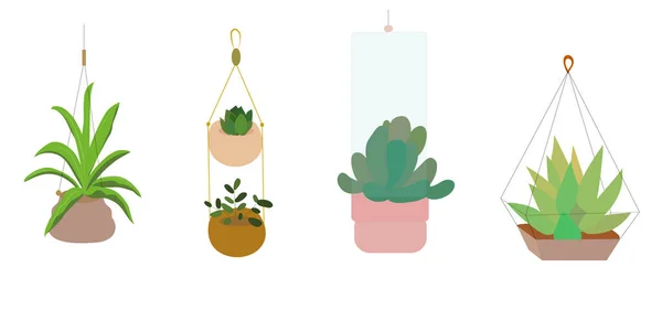 Inicio Plantas Maceta Plantas Domésticas Aisladas Estilo Abrazo Moda Decoración — Vector de stock