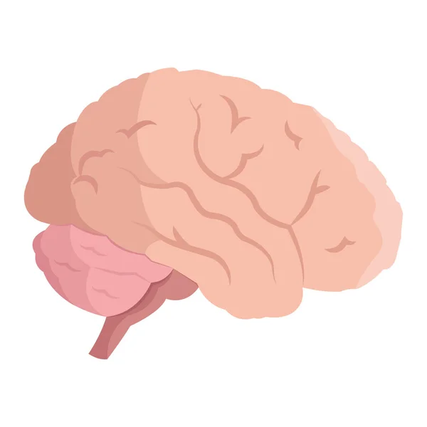 Isolated human brain icon flat design Vector — Stock Vector