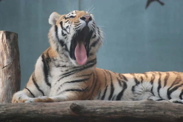 Sibirischer Tiger — Stockfoto