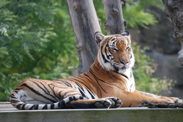 Malajského tygra Stock Snímky