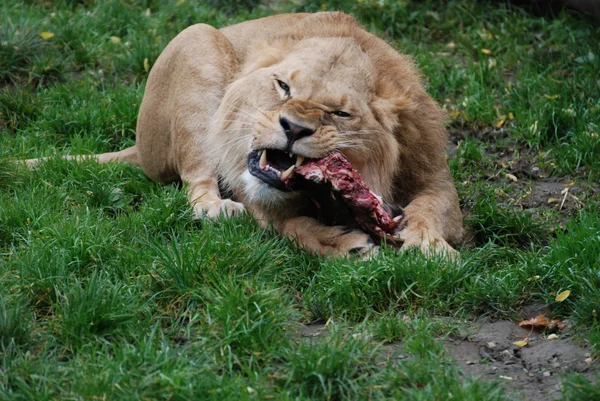 Löwe — Stockfoto