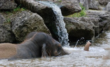 Fil bir banyoda