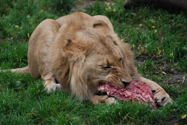 León tiene hambre. —  Fotos de Stock