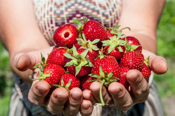 Aardbeien in palmen — Stockfoto